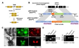 蚊で実験された自己消去遺伝子(Self-eliminating genes tested on mosquitoes)