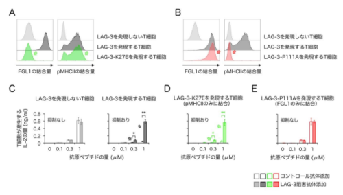 がん免疫療法の標的分子LAG-3が抑制機能を発揮するメカニズムを解明