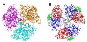 始原的なシアノバクテリアの光化学系I複合体の立体構造を解明～光合成生物の進化を紐解くきっかけに～