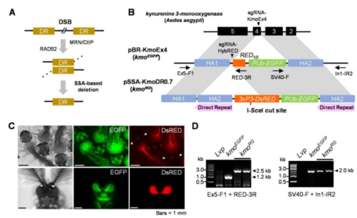 蚊で実験された自己消去遺伝子(Self-eliminating genes tested on mosquitoes)
