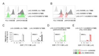 がん免疫療法の標的分子LAG-3が抑制機能を発揮するメカニズムを解明