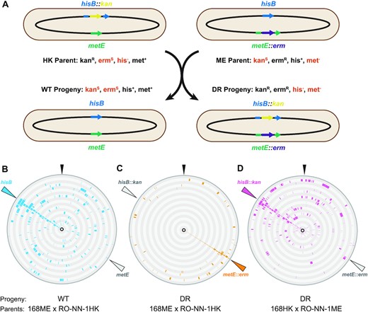 レトロな技術でバイオエネルギーのための近代的なバクテリア工学を進展させる(Retro technique advances modern bacterial engineering for bioenergy)