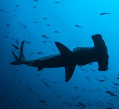 サメの追跡方法(HOW TO TRACK A SHARK)