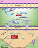 ロイコトリエン阻害剤を投与された重症COVID-19肺炎患者はより生存しやすいことがUB研究者により判明( Patients with severe COVID-19 pneumonia treated with leukotriene inhibitors are more likely to survive, UB researchers find)