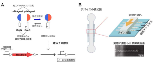 致死的な遺伝子変異に対しても細胞は適応できる ～遺伝的変化に対する細胞の適応現象の発見～