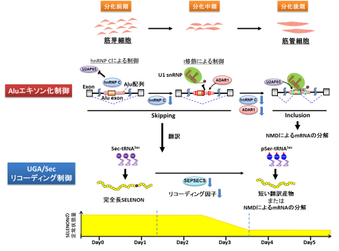 ヒト骨格筋の分化過程における新たな遺伝子発現制御機構の発見 ～mRNA修飾と特殊翻訳の制御がセレン含有たんぱく質の発現を制御～
