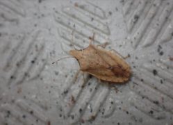 外来種カメムシを愛媛県で発見～ヒラタトガリカメムシが四国に侵入～