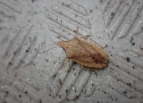 外来種カメムシを愛媛県で発見～ヒラタトガリカメムシが四国に侵入～