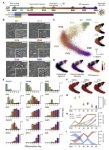 幹細胞による黄斑変性症治療の効率化(Streamlining stem cells to treat macular degeneration) 幹細胞による黄斑変性症治療の効率化(Streamlining stem cells to treat macular degeneration)
