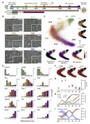 幹細胞による黄斑変性症治療の効率化(Streamlining stem cells to treat macular degeneration)
