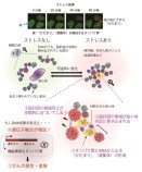細胞にかかるストレスが、がんを発生させるしくみ～DNA の異常な修復を誘導する、タンパク質と RNA の「かたまり」～