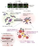 細胞にかかるストレスが、がんを発生させるしくみ～DNA の異常な修復を誘導する、タンパク質と RNA の「かたまり」～