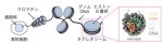 真核生物の遺伝子発現制御を担う酵素が染色体の基盤構造に結合した様子を解明~様々な疾患の発症メカニズムの解明や創薬への応用に期待~ 真核生物の遺伝子発現制御を担う酵素が染色体の基盤構造に結合した様子を解明~様々な疾患の発症メカニズムの解明や創薬への応用に期待~