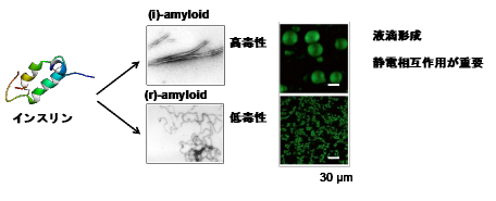 アルツハイマー病原因物質の毒性原因が明らかに～相互作用の差異により毒性が異なるアミロイド形成することを最先端顕微鏡を使って発見～