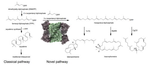 新奇トリテルペン生合成経路を発見