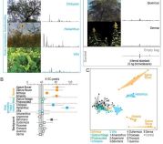 タバコスズメガは、いつも正しい匂いを見つけてくれる(Tobacco hawkmoths always find the right odor)