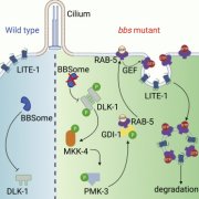 回虫によるBardet-Biedl症候群の新しい知見(Roundworms offer new insights into Bardet-Biedl syndrome)