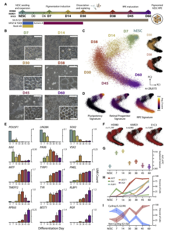 幹細胞による黄斑変性症治療の効率化(Streamlining stem cells to treat macular degeneration)