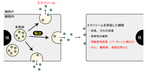 エクソソームの細胞内輸送機構を解明 ～パーキンソン病の新たな治療薬開発への応用に期待～