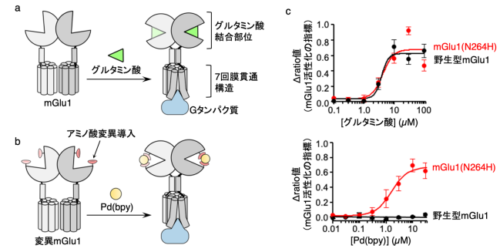 脳組織において狙った細胞の神経伝達物質受容体の活性化に成功 ～記憶・学習のメカニズム解明に期待～