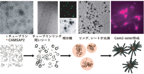 CAMSAP2たんぱく質による中心体に依存しない 微小管ネットワーク形成の仕組みを解明 ～細胞の形を作る仕組みの一端を解明～