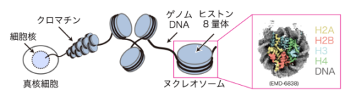 真核生物の遺伝子発現制御を担う酵素が染色体の基盤構造に結合した様子を解明～様々な疾患の発症メカニズムの解明や創薬への応用に期待～