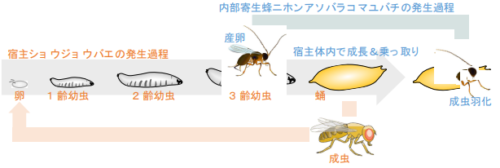 巧みな生存戦略を持つ寄生蜂の全ゲノム配列解読に成功