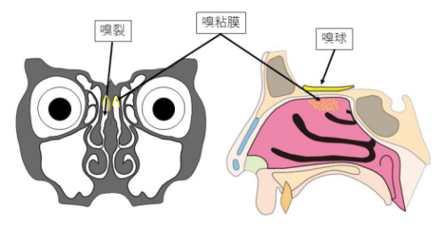 リポカリン15はにおいを感じる嗅粘膜の粘液に特異的に豊富に含まれるタンパク質で、加齢により減少する