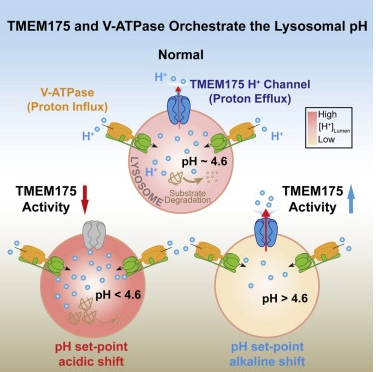 U-M研究者がパーキンソン病のリスクに関する新たな分子メカニズムを解明(U-M researchers reveal new molecular mechanism for Parkinson’s disease risk) U-M研究者がパーキンソン病のリスクに関する新たな分子メカニズムを解明(U-M researchers reveal new molecular mechanism for Parkinson’s disease risk)