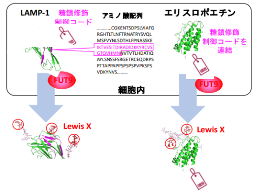たんぱく質分子の中に組み込まれた糖鎖修飾の制御コードを発見 ～バイオ医薬品の開発にも貢献～