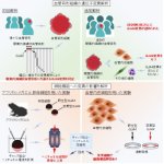 眼窩内海綿状血管奇形の新規疾患関連遺伝子変異(GJA4変異)を同定~血管奇形の新たな発症メカニズム解明や治療法開発につながる期待~ 眼窩内海綿状血管奇形の新規疾患関連遺伝子変異(GJA4変異)を同定~血管奇形の新たな発症メカニズム解明や治療法開発につながる期待~