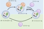 オートファジー分解経路を制御する新たな因子を発見 ~栄養状態や分解物により選択、神経変性疾患医療への応用に期待~ オートファジー分解経路を制御する新たな因子を発見 ~栄養状態や分解物により選択、神経変性疾患医療への応用に期待~