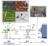 塩ストレスに対する植物のエネルギー代謝の順化機構～1細胞スケールで見えてきた膨圧刺激によるカルジオリピン合成に同期したクリステの形態変化～