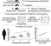 腸内細菌は食物繊維を採掘し、有益な栄養素を放出する(Gut bacteria mine dietary fiber to release beneficial nutrients)