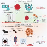 眼窩内海綿状血管奇形の新規疾患関連遺伝子変異(GJA4変異)を同定～血管奇形の新たな発症メカニズム解明や治療法開発につながる期待～