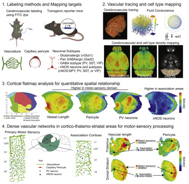 病気になりやすい脳領域は、血液供給による十分なエネルギーが不足している可能性(Brain regions vulnerable to disease may lack adequate energy from blood supply)
