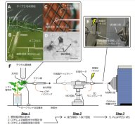 塩ストレスに対する植物のエネルギー代謝の順化機構～1細胞スケールで見えてきた膨圧刺激によるカルジオリピン合成に同期したクリステの形態変化～