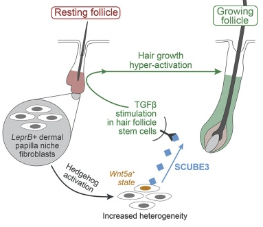 カリフォルニア大学の研究チームが、毛髪の成長を強力に促進するシグナル伝達分子を発見(UCI-led team discovers signaling molecule that potently stimulates hair growth)