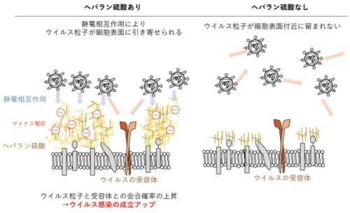 細胞表面とウイルス感染の甘い関係 ～細胞表面糖鎖によるウイルス感染の補助～