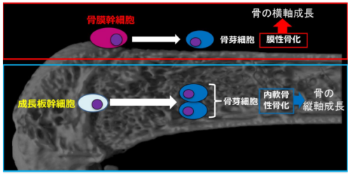骨膜の幹細胞が骨を伸ばす