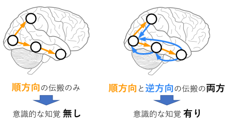 脳内で双方向の接続を持つネットワークのコアを同定 ～意識を担う脳領域の解明に向けて～