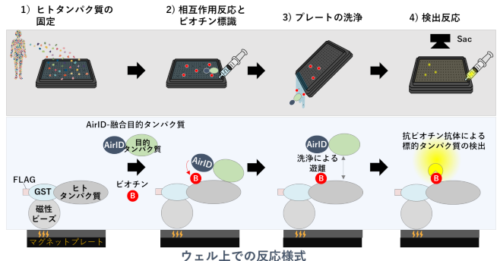 ヒトタンパク質間相互作用をゲノムワイドに探索できる新しい技術を開発～約20,000種類のヒトタンパク質から目的タンパク質が作用するタンパク質を明らかに～