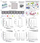 UHで開発された技術が、リンパ腫の治療を前進させる可能性(Technology Developed at UH Could Advance Treatment of Lymphoma)