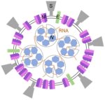 新型コロナウイルスのウイルス形成に必須の膜タンパク質の構造を解明