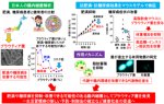 日本人の腸内細菌の解析から肥満・糖尿病を改善する可能性のある菌を発見し、メカニズムを解明
