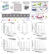 UHで開発された技術が、リンパ腫の治療を前進させる可能性(Technology Developed at UH Could Advance Treatment of Lymphoma)