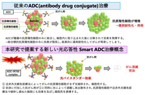 がんの不均一性を克服する 光応答性”スマート武装抗体(Smart ADC)”を開発 ～光バイスタンダー効果と近赤外光線免疫療法の二重の作用でがんを根治しうる新概念・新技術を確立～