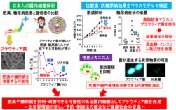 日本人の腸内細菌の解析から肥満・糖尿病を改善する可能性のある菌を発見し、メカニズムを解明