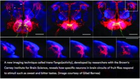 新しい手法で、ハエの味覚に対する脳の反応について驚くべき発見。(Using new technique, researchers make surprising discoveries about how flies&rsquo; brains respond to tastes)