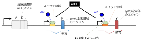 抗体のクラススイッチを制御し微生物感染から 生体を防御する分子の発見 ～感染症や免疫難病に対する治療法開発への手がかりに～